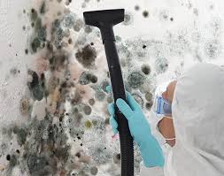 Best Black Mold Removal  in USA